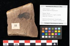 Foto (Objekt + Etikett) von Sphaeria daphnes Ettingshausen (NHMW-GEO-2024-0188-0031)
